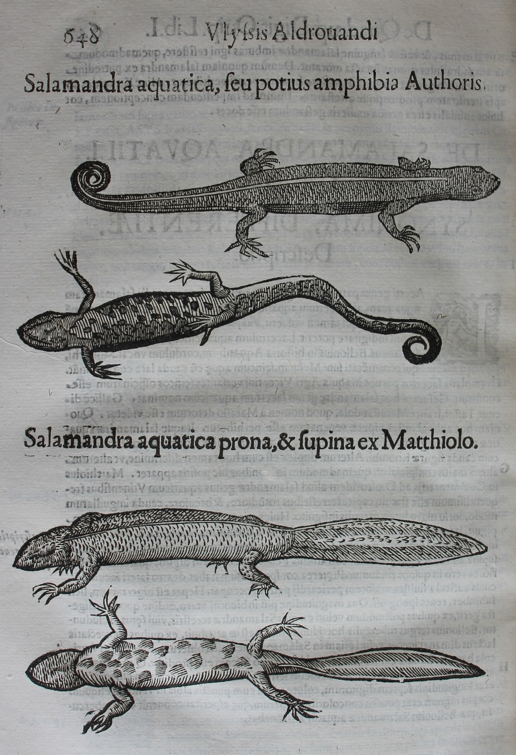 Amphibians – aldrovandi.edwardworthlibrary.ie